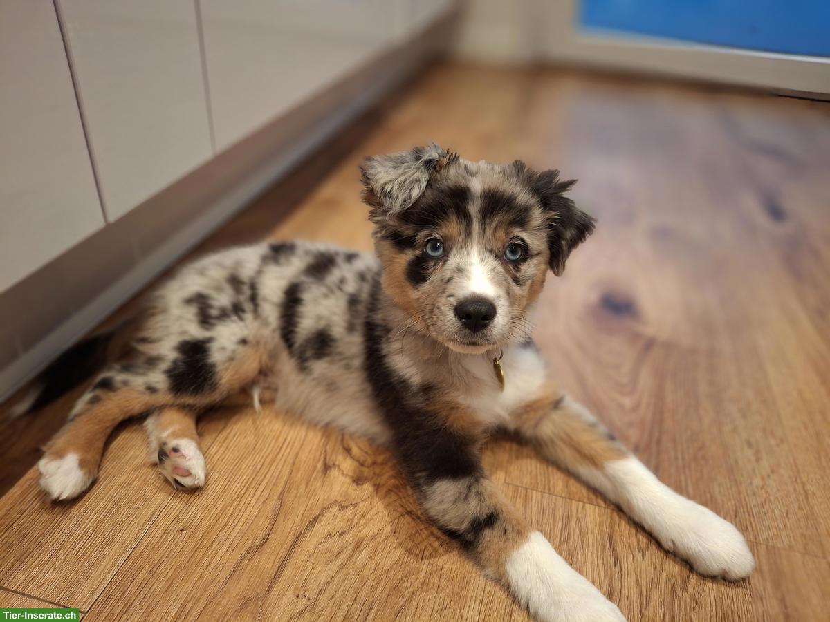 Bild 3: Mini Australian Shepherd Welpe mit Stammbaum