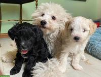 Knuddelige Yorkshire Terrier Mix Welpen (Pulli x Yorkshire)