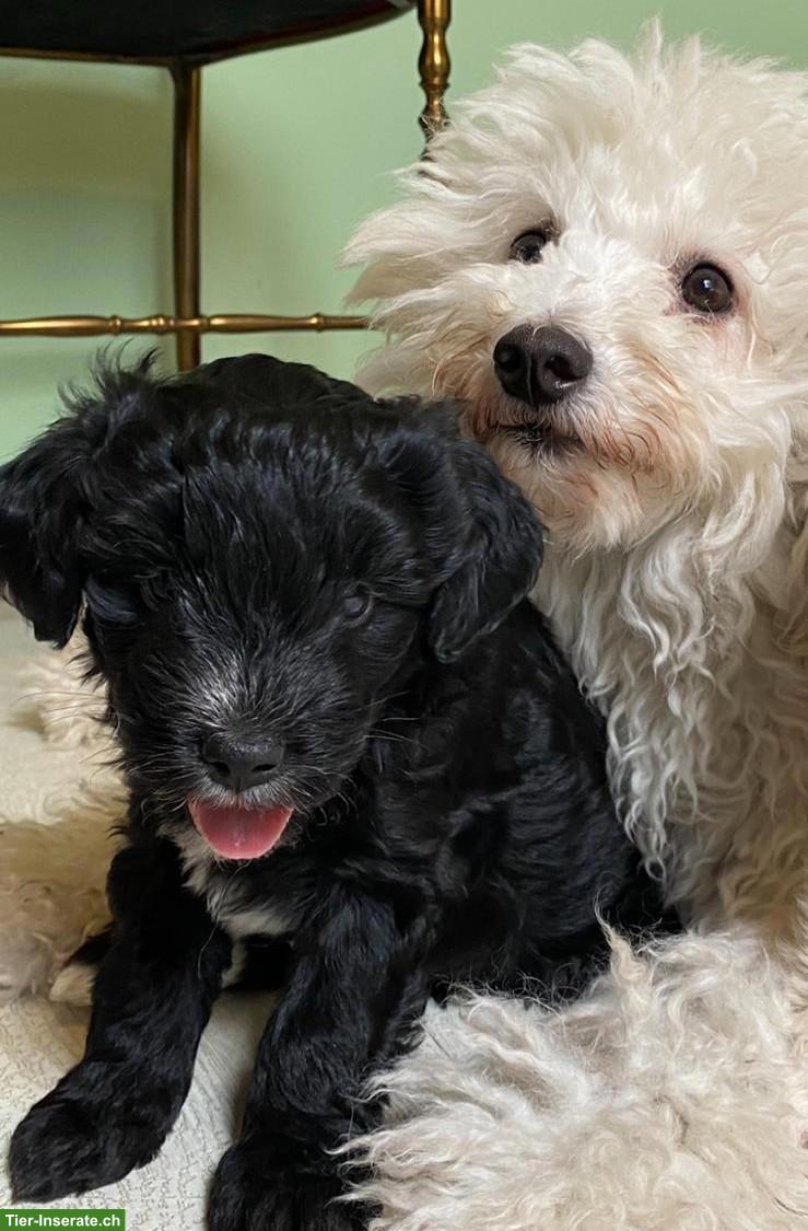 Bild 2: Knuddelige Yorkshire Terrier Mix Welpen (Pulli x Yorkshire)