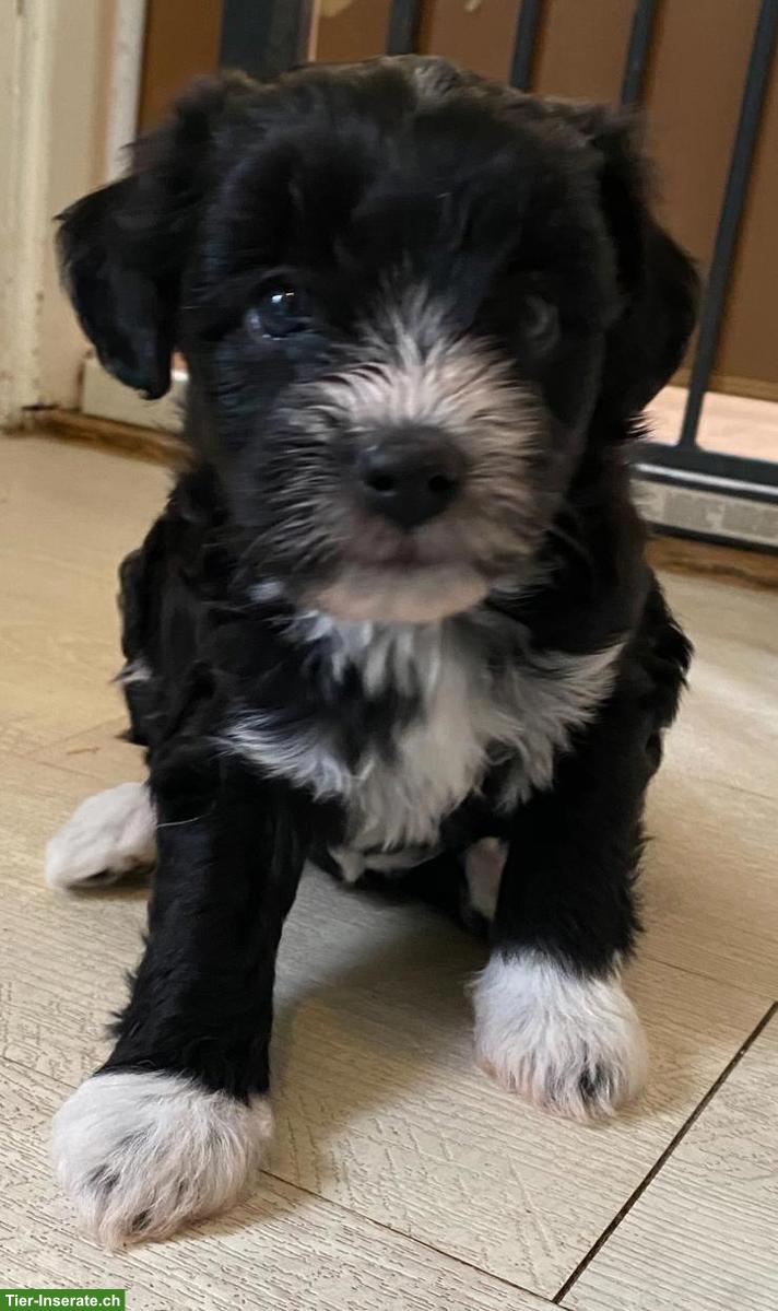 Bild 3: Knuddelige Yorkshire Terrier Mix Welpen (Pulli x Yorkshire)