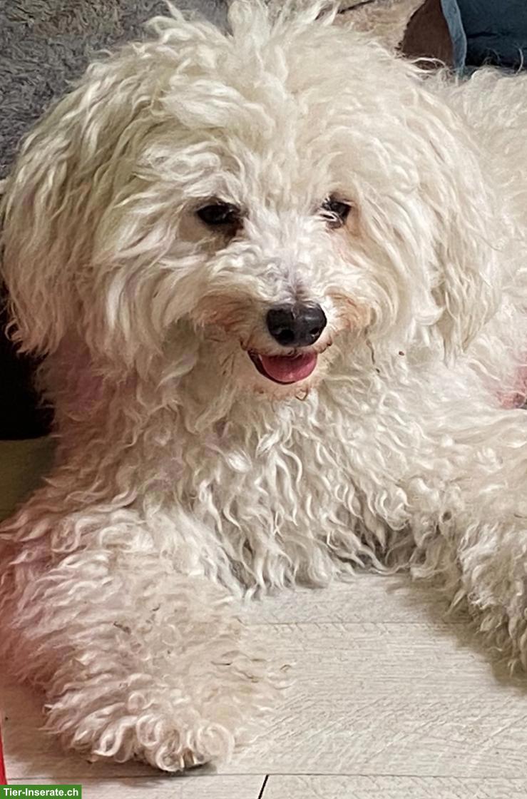 Bild 4: Knuddelige Yorkshire Terrier Mix Welpen (Pulli x Yorkshire)