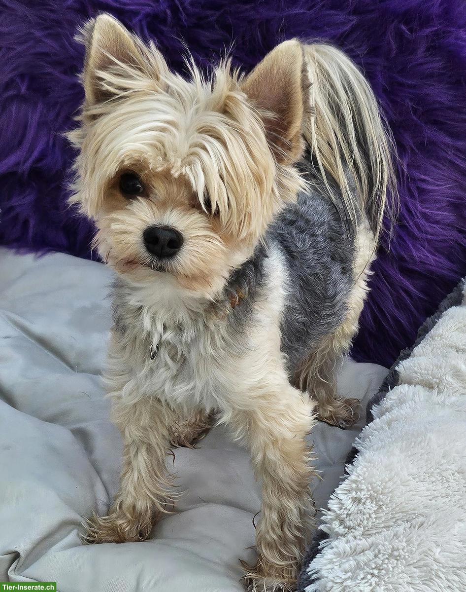 Bild 5: Knuddelige Yorkshire Terrier Mix Welpen (Pulli x Yorkshire)