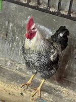 Freundlicher Hahn abzugeben