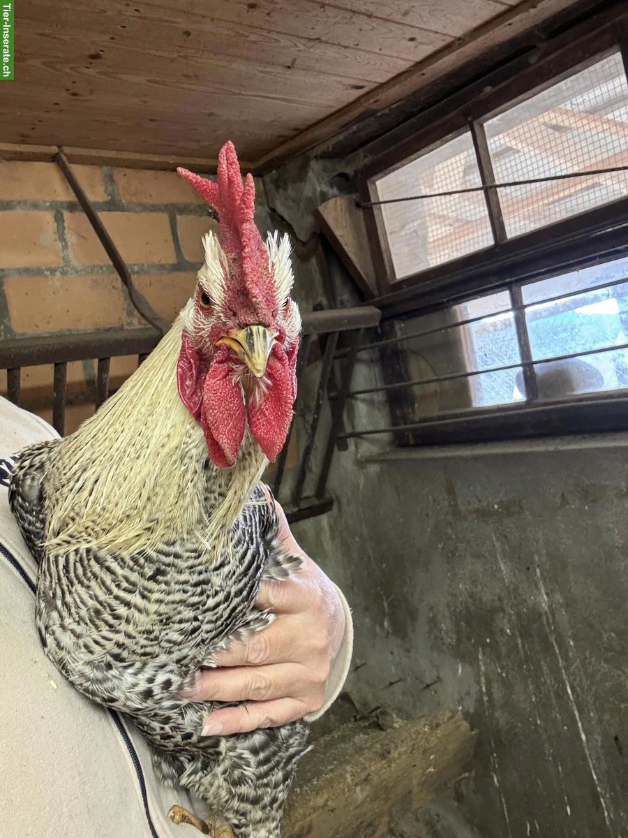 Bild 2: Freundlicher Hahn abzugeben