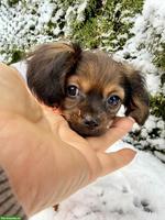 Russkiy Toy Welpen, für Allergiker geeignet