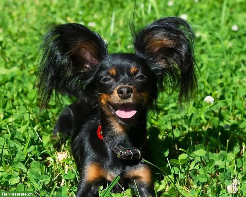 Bild 2: Russkiy Toy Welpen, für Allergiker geeignet