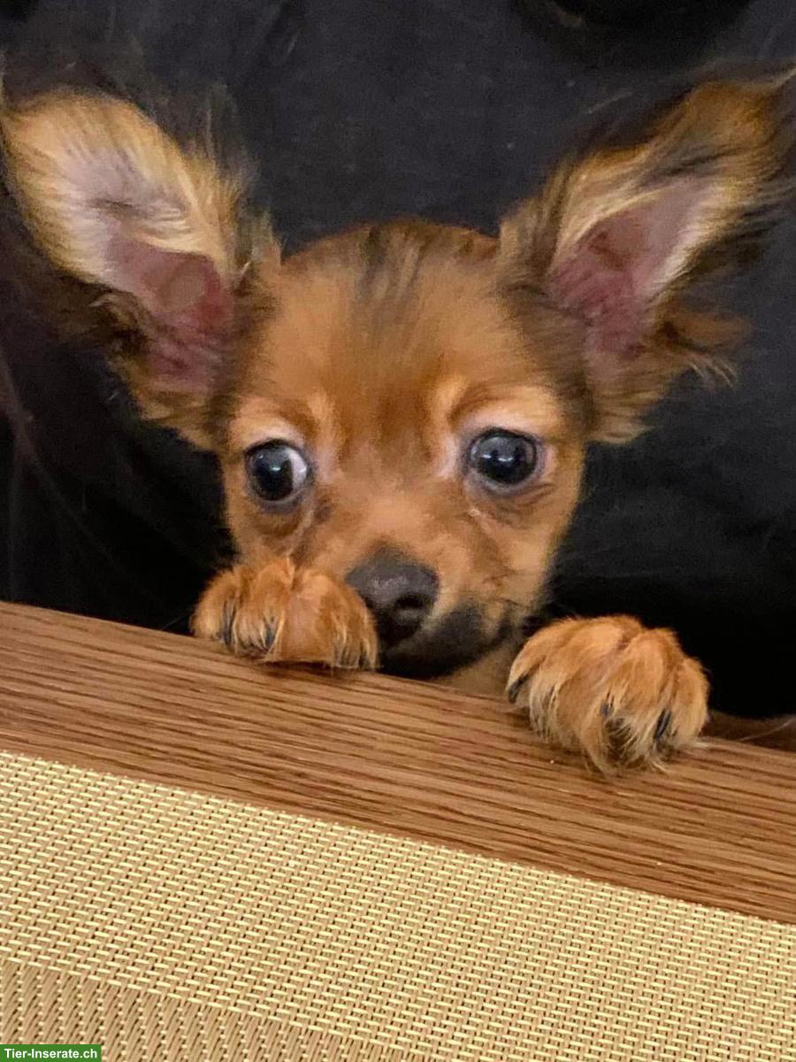 Bild 3: Russkiy Toy Welpen, für Allergiker geeignet