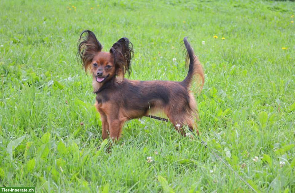 Bild 4: Russkiy Toy Welpen, für Allergiker geeignet