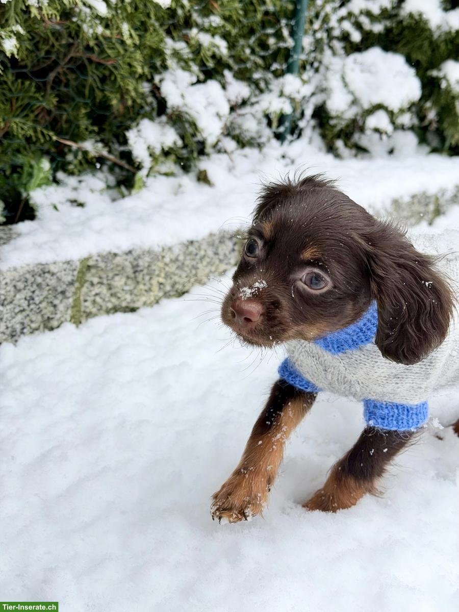 Bild 5: Russkiy Toy Welpen, für Allergiker geeignet