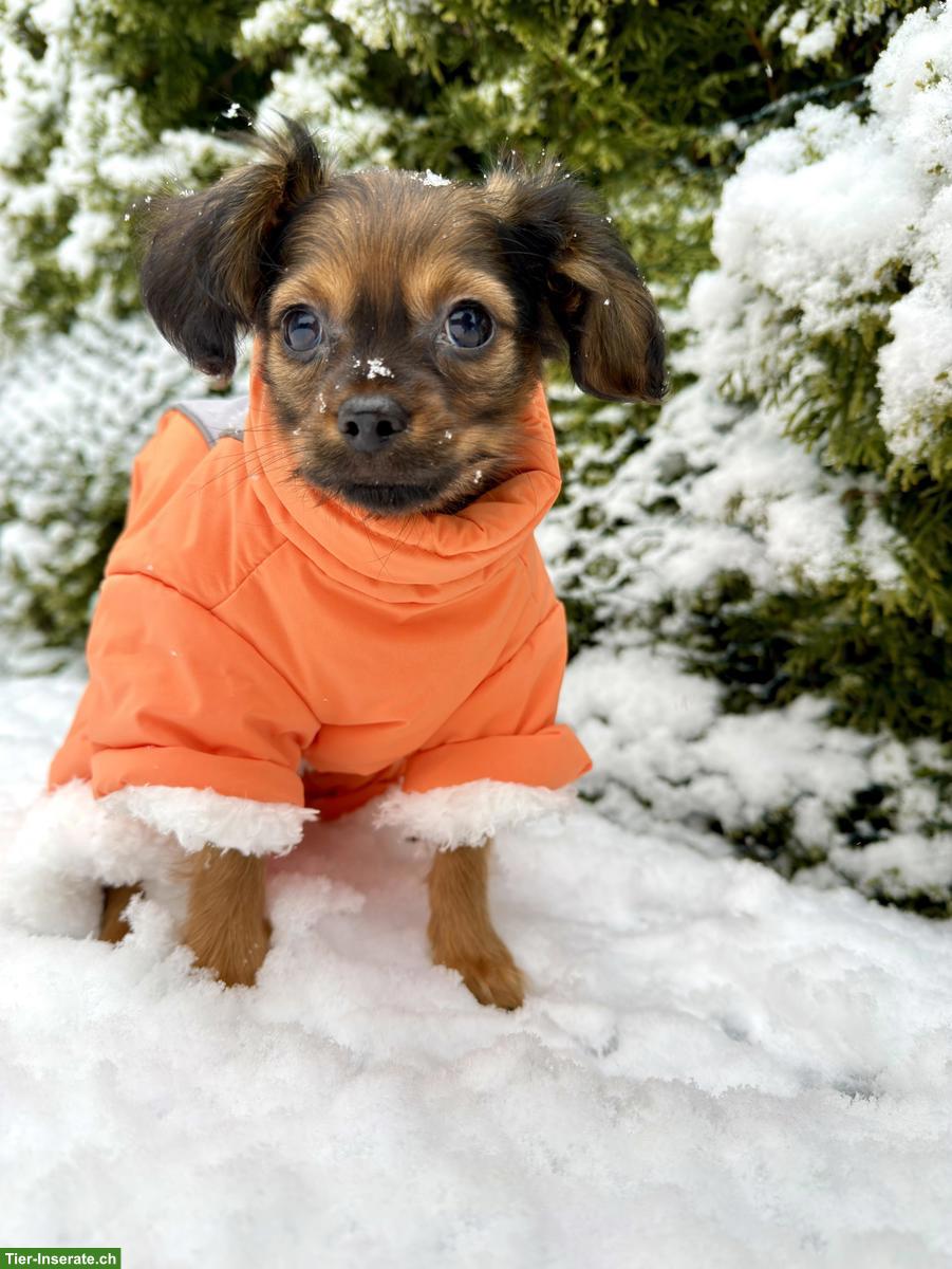 Bild 6: Russkiy Toy Welpen, für Allergiker geeignet