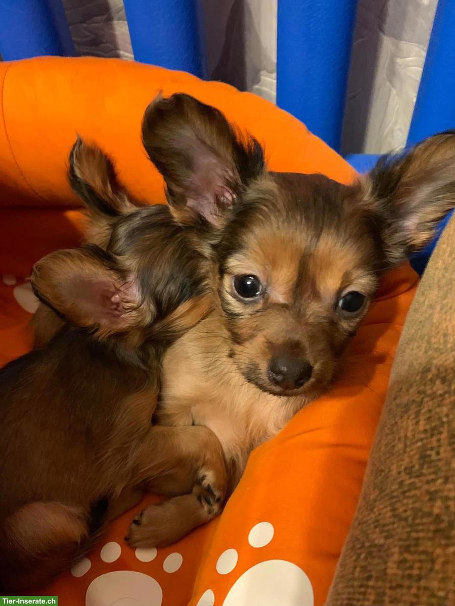 Bild 7: Russkiy Toy Welpen, für Allergiker geeignet