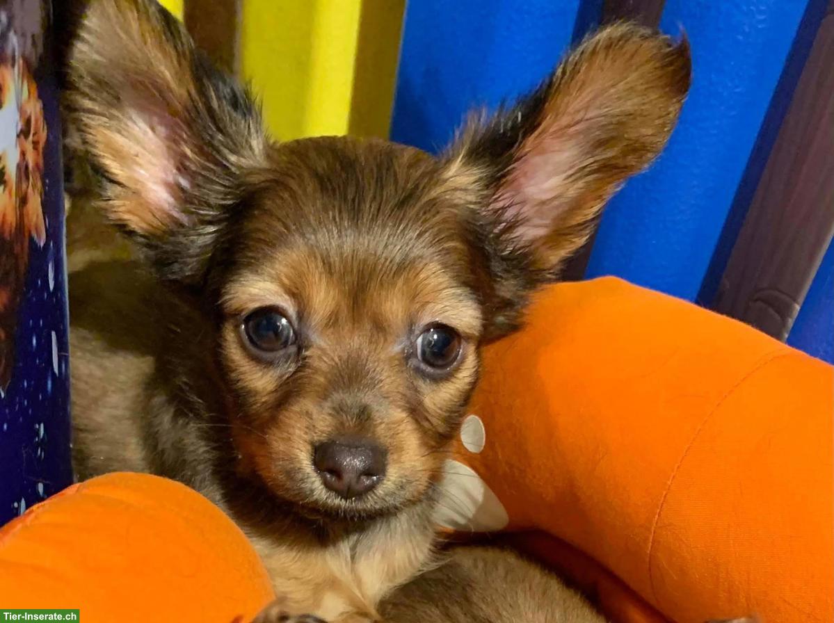 Bild 8: Russkiy Toy Welpen, für Allergiker geeignet