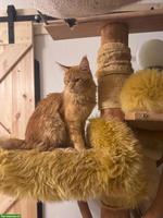 Reinrassiger Maine Coon Kater zu verkaufen