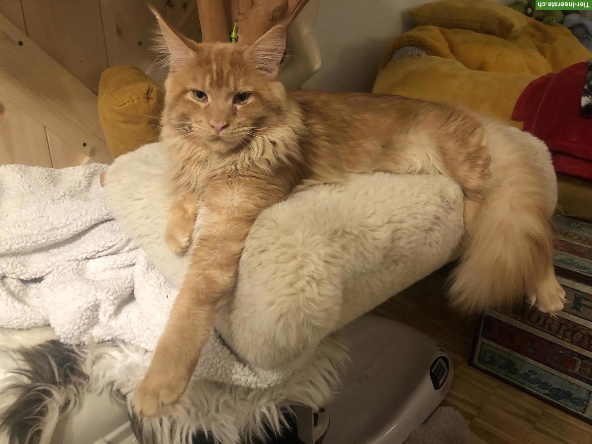 Bild 2: Reinrassiger Maine Coon Kater zu verkaufen