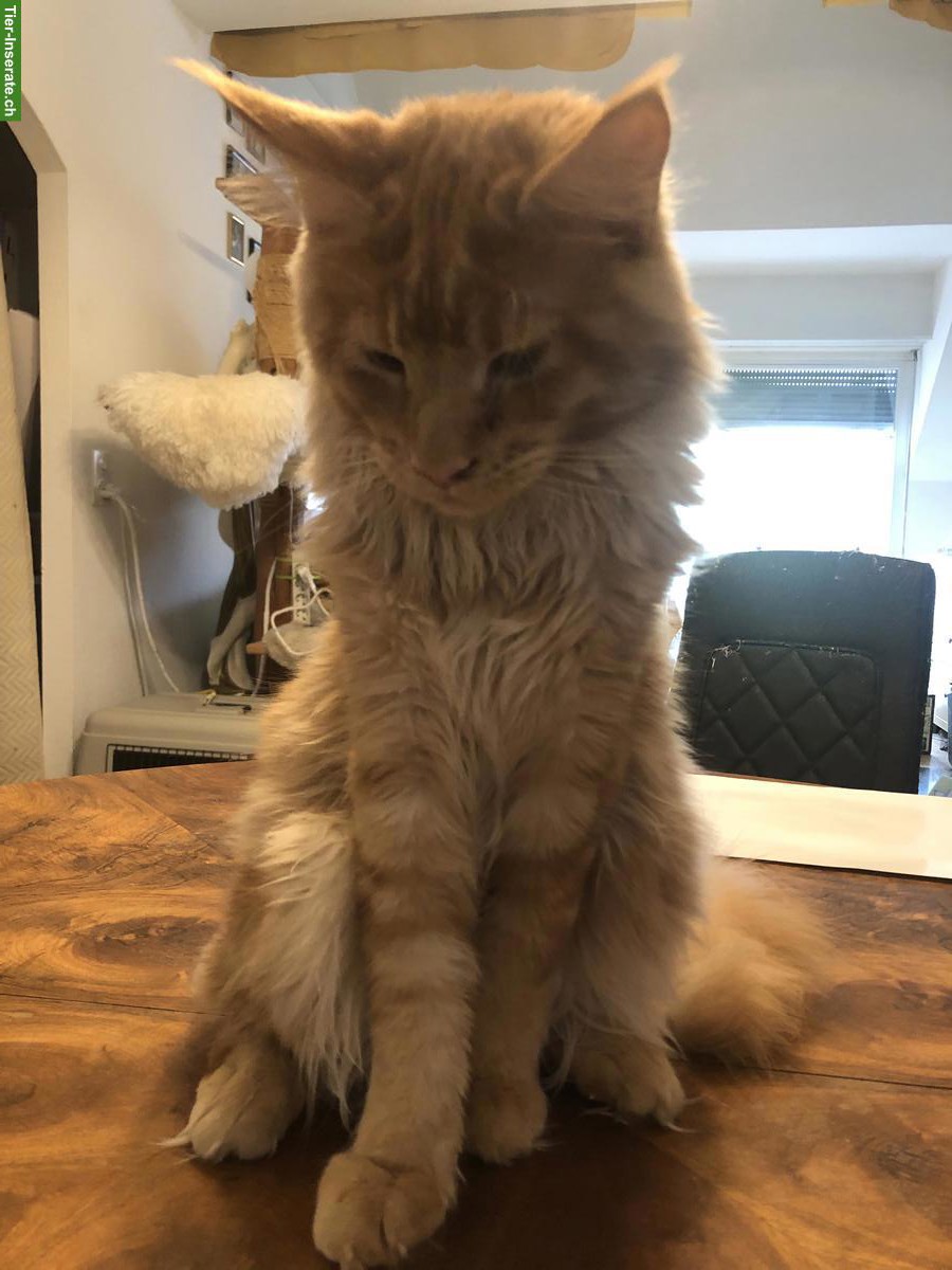 Bild 4: Reinrassiger Maine Coon Kater zu verkaufen