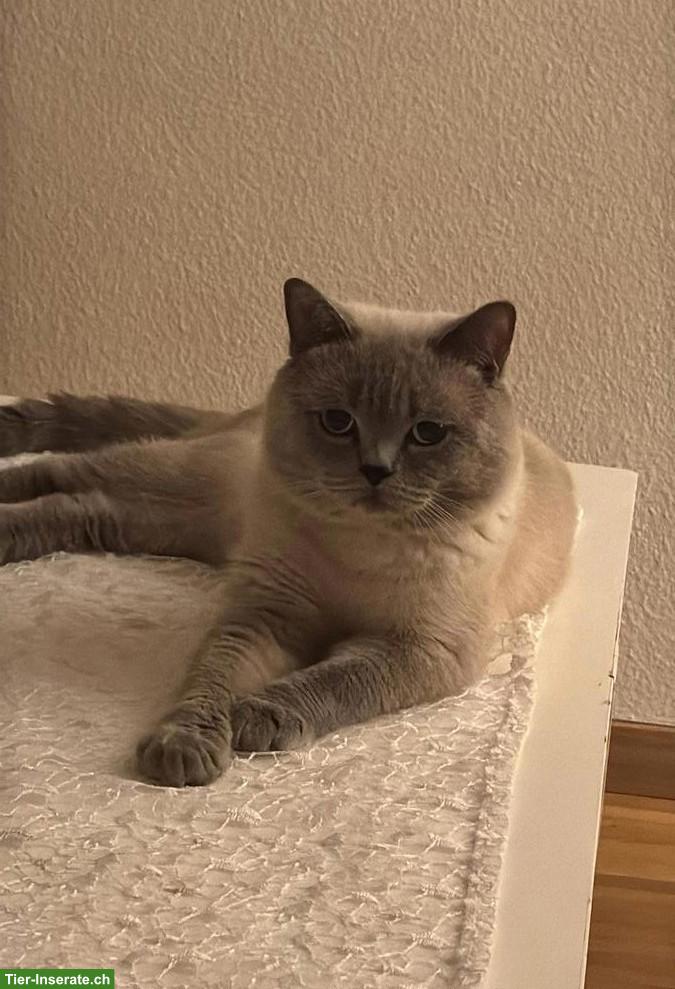 Britisch Kurzhaar Deckkater sucht Katzendame
