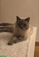 Britisch Kurzhaar Deckkater sucht Katzendame