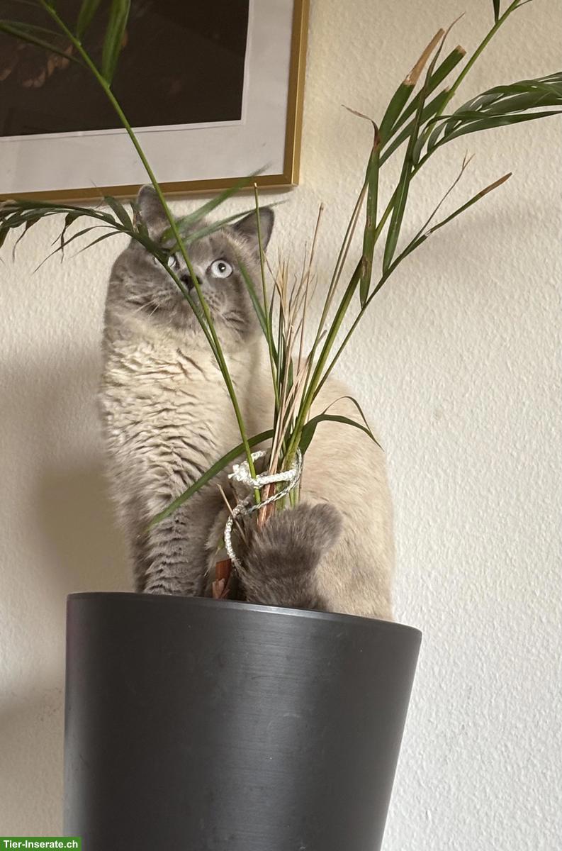 Bild 2: Britisch Kurzhaar Deckkater sucht Katzendame