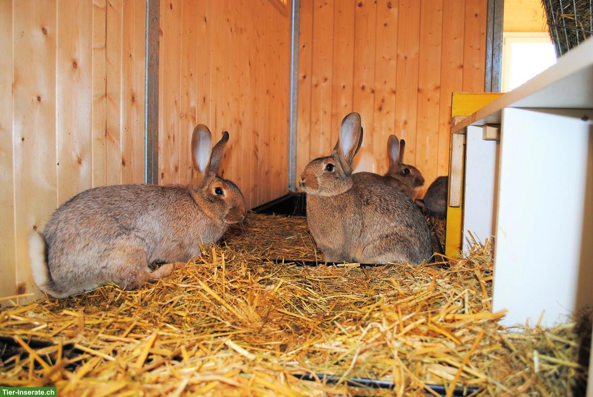 Zuchtkaninchen: Graue Wiener x Riesen & Champagne Silber x Riesen