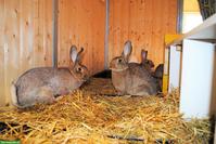 Zuchtkaninchen: Graue Wiener x Riesen & Champagne Silber x Riesen