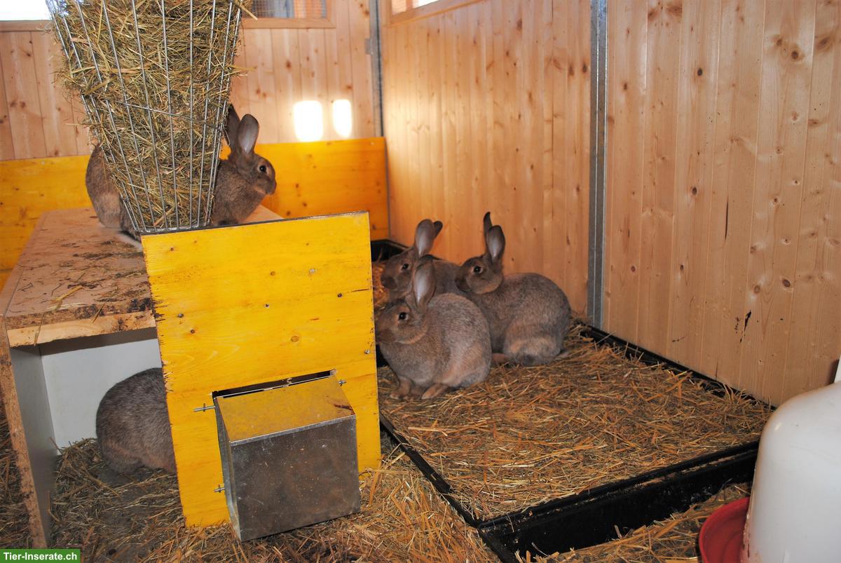 Bild 2: Zuchtkaninchen: Graue Wiener x Riesen & Champagne Silber x Riesen