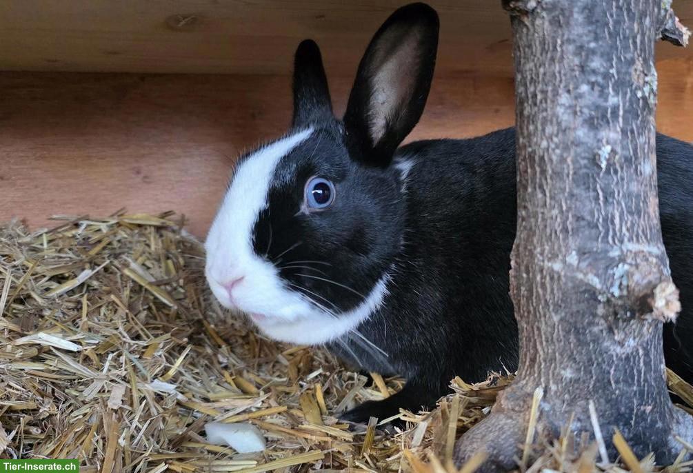 Bild 2: Löwenkopf Kaninchen, junge Häsin sucht kastriertes Böckli