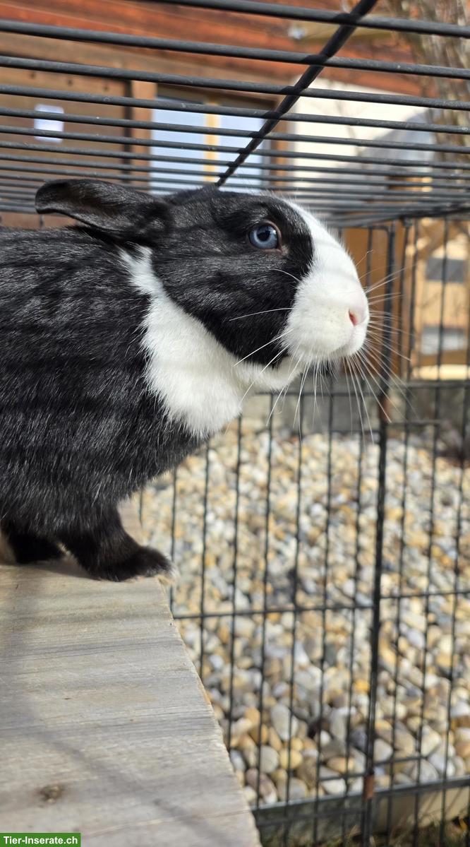 Bild 3: Löwenkopf Kaninchen, junge Häsin sucht kastriertes Böckli