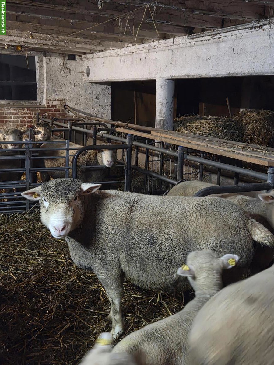 Île de France Auen zu verkaufen