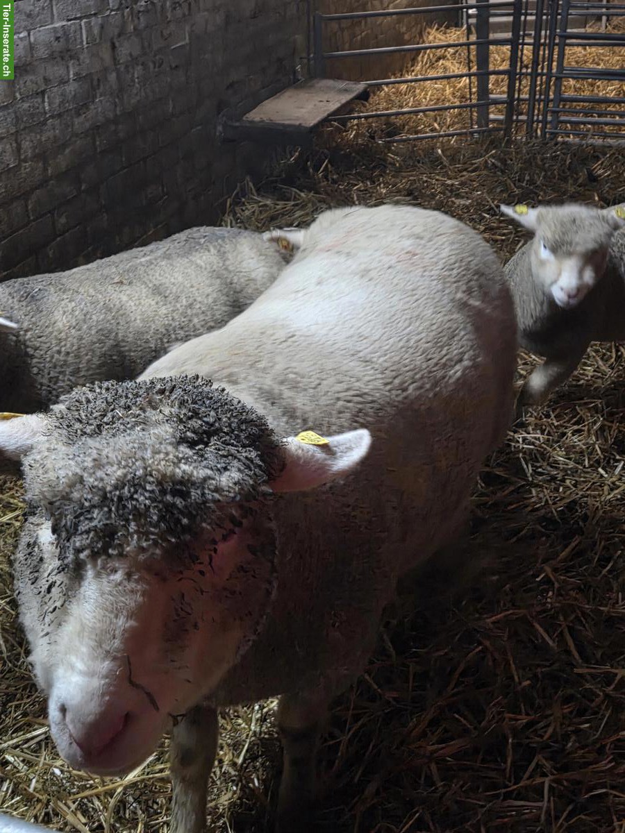 Bild 2: Île de France Auen zu verkaufen