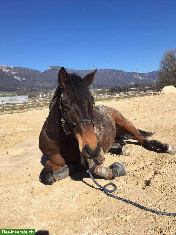 2 grosse Auslaufboxen zu vermieten in Bettlach