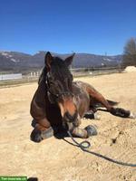 2 grosse Auslaufboxen zu vermieten in Bettlach
