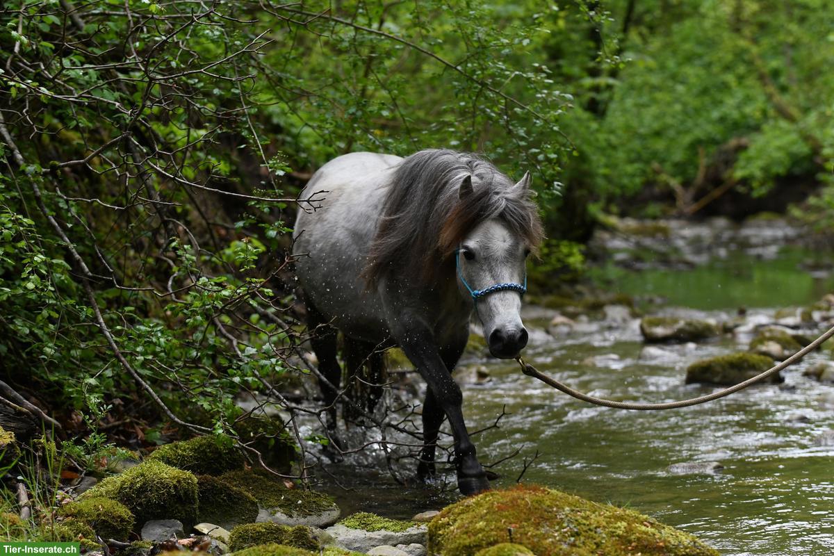 Spazierbeteiligung, Reitbeteiligung für Kinder mit Begleitung