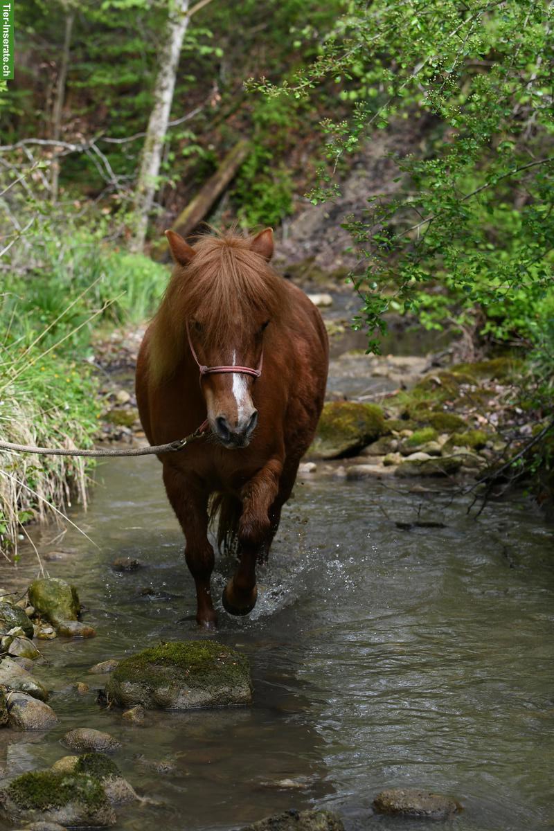 Bild 2: Spazierbeteiligung, Reitbeteiligung für Kinder mit Begleitung