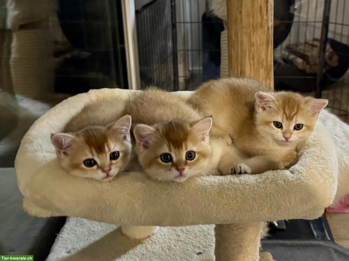Reinrassige BKH Kitten golden shaded mit Stammbaum