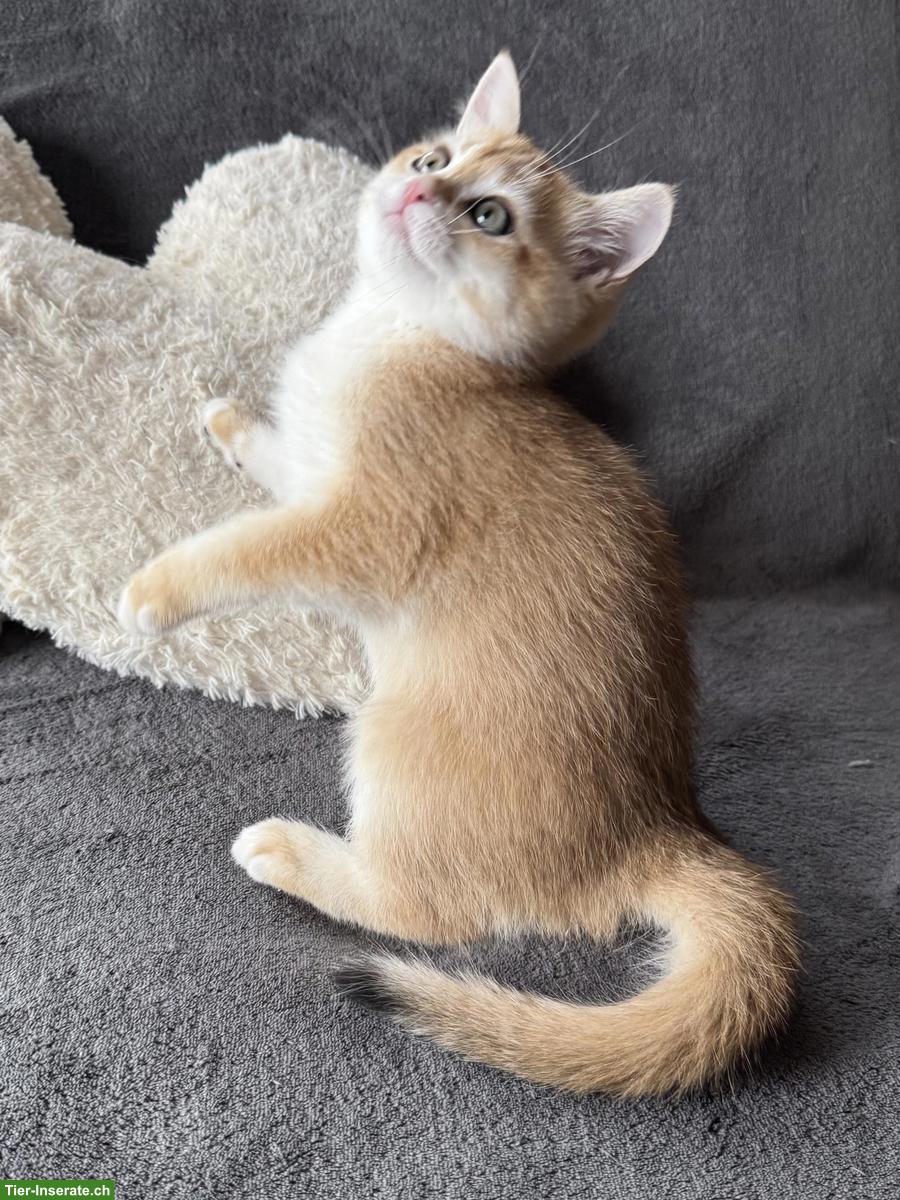 Bild 2: Reinrassige BKH Kitten golden shaded mit Stammbaum