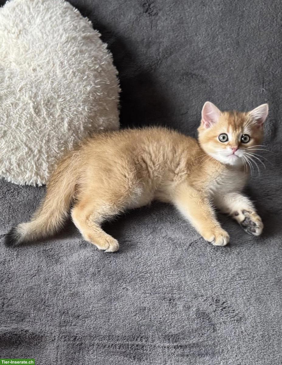 Bild 3: Reinrassige BKH Kitten golden shaded mit Stammbaum