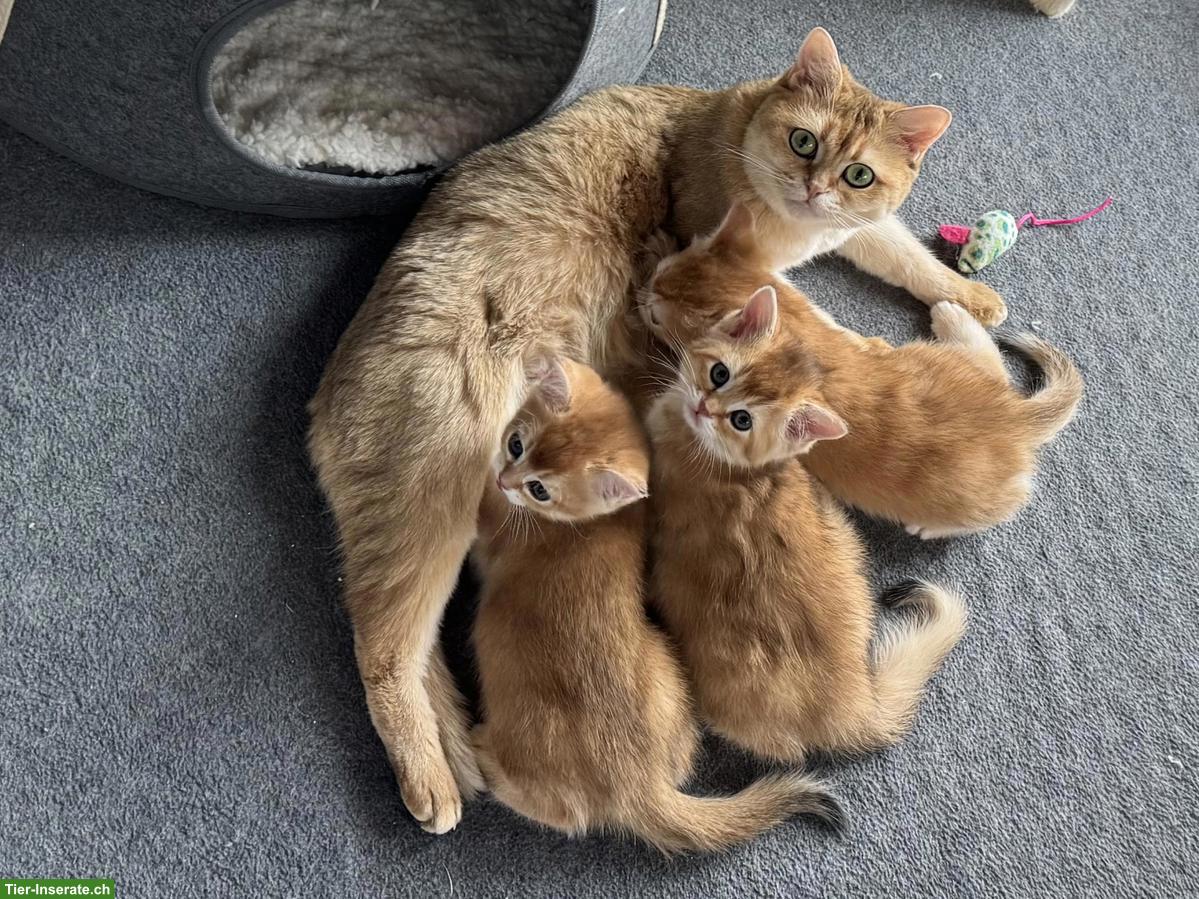 Bild 5: Reinrassige BKH Kitten golden shaded mit Stammbaum
