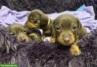 Dwarf Dachshund for your family