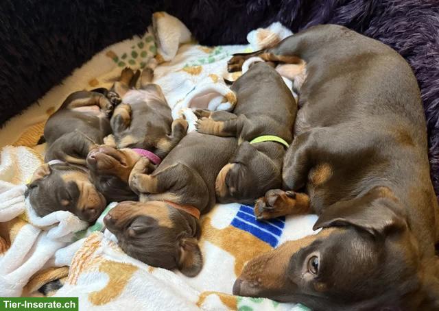 Bild 3: Dwarf Dachshund for your family