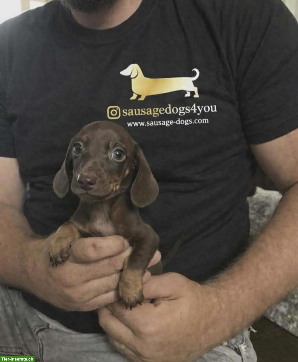 Bild 4: Dwarf Dachshund for your family