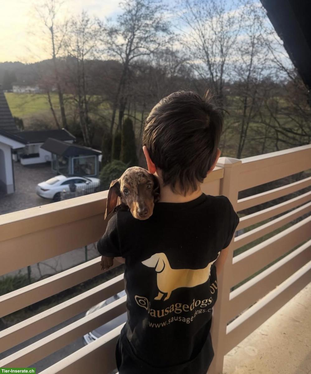 Bild 5: Dwarf Dachshund for your family