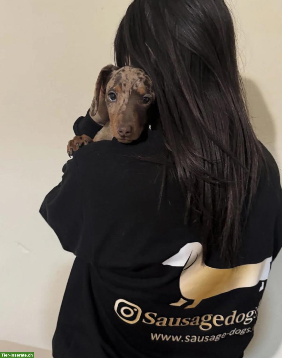 Bild 6: Dwarf Dachshund for your family