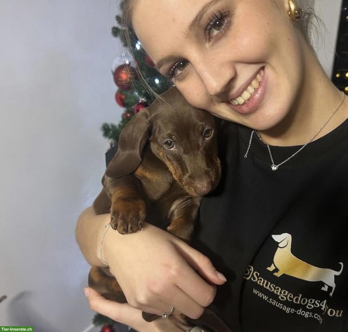 Bild 7: Dwarf Dachshund for your family