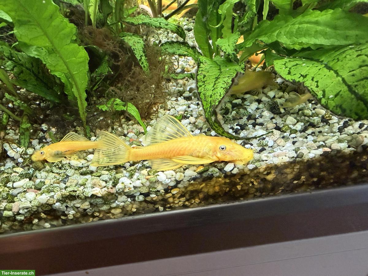 Goldener Antennenwels L144