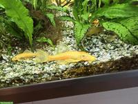 Goldener Antennenwels L144