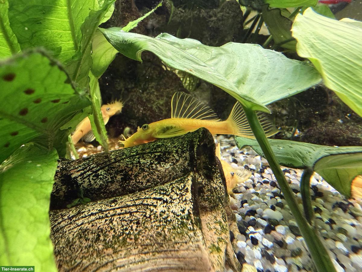 Bild 2: Goldener Antennenwels L144