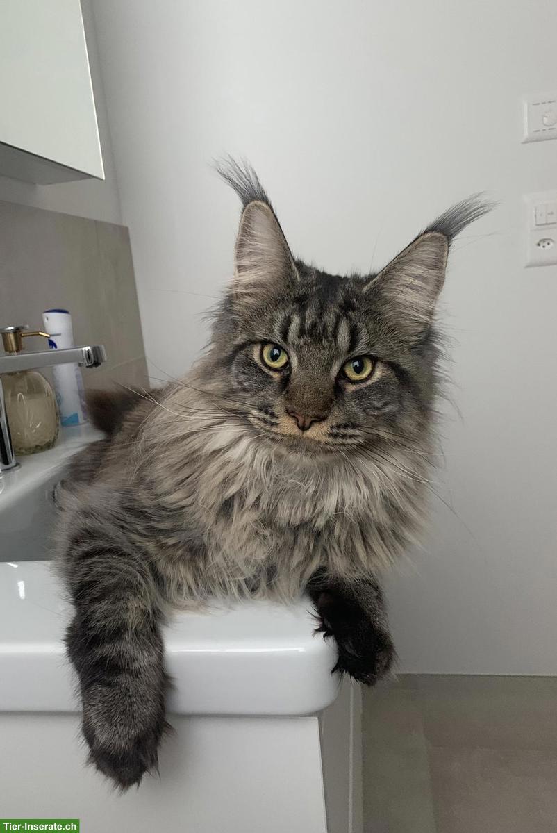 Bild 2: Reinrassige Maine Coon Kater suchen liebevolles Zuhause