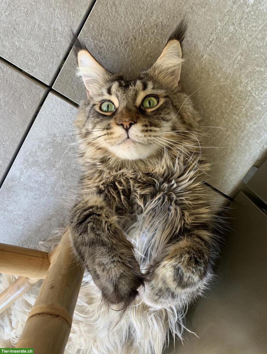 Bild 3: Reinrassige Maine Coon Kater suchen liebevolles Zuhause