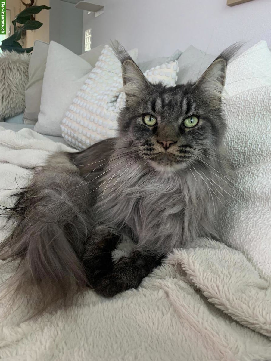 Bild 4: Reinrassige Maine Coon Kater suchen liebevolles Zuhause