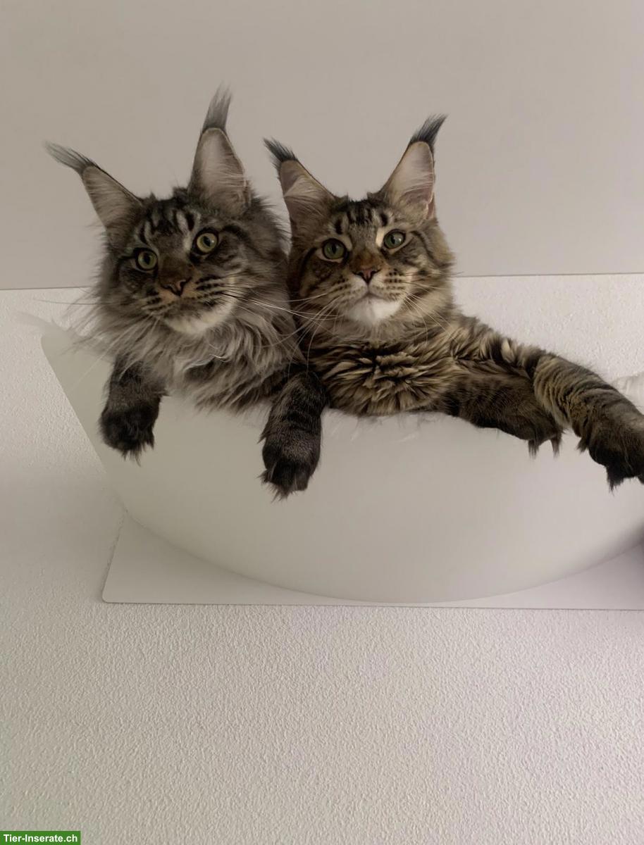 Bild 6: Reinrassige Maine Coon Kater suchen liebevolles Zuhause